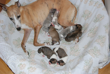 Momo and puppies
